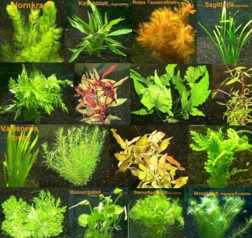 9 Bund - ca. 55 Aquarienpflanzen + Dünger, Anti Algen, buntes Sortiment, Pflegeleichte Sorten - Mühlan von Mühlan Wasserpflanzen