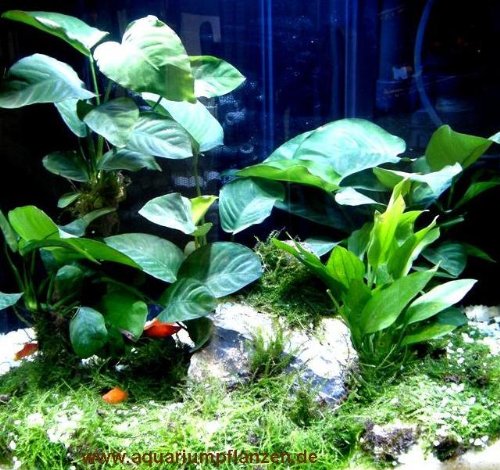 Diskus Wasserpflanzenset für 200-300 l Aquarium von Mühlan Wasserpflanzen