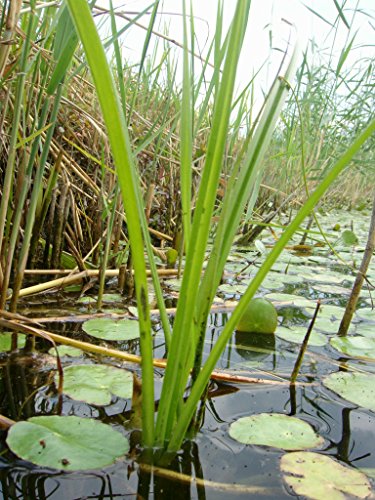Mühlan - 12 Töpfe (mindestens 6 Sorten) Teichpflanzen für den Gartenteich, ideal zur Bepflanzung der Ufer- und Sumpfzone von Mühlan Wasserpflanzen