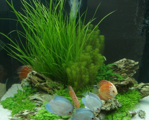 Mühlan - 4 getopfe Aquarienpflanzen + 8 Bund Wasserpflanzen + Dünger - für Diskusaquarien, Diskus von Mühlan Wasserpflanzen