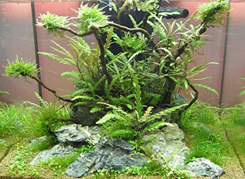 Mühlan - 4 getopfte Wasserpflanzen, 6 Bund Aquarienpflanzen + 2 Mooskugeln + Dünger - Südamerika Aquariumpflanzensortiment von Mühlan Wasserpflanzen