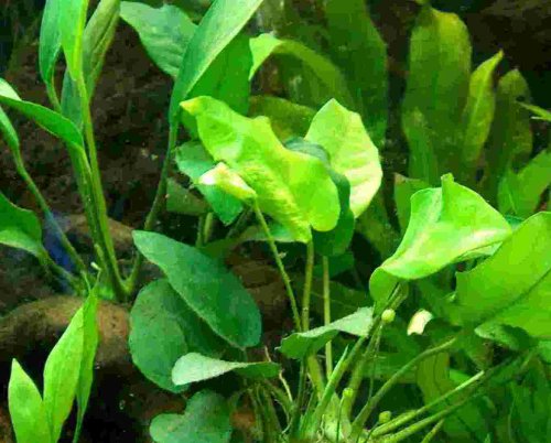 Mühlan - 5 Topf Anubia + 3 Topf Javafarn + Aquarienpflanzen Dünger - barschfestes Wasserpflanzensortiment von Mühlan Wasserpflanzen