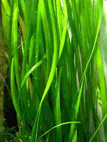 Mühlan - 7 Bund/Portionen Vallisneria für Teich und Aquarium, der dekorakive Unterwasserwald Mühlan - 7 Bund/Portionen Vallisneria für Teich und Aquarium, der dekorakive Unterwasserwald von Mühlan Wasserpflanzen
