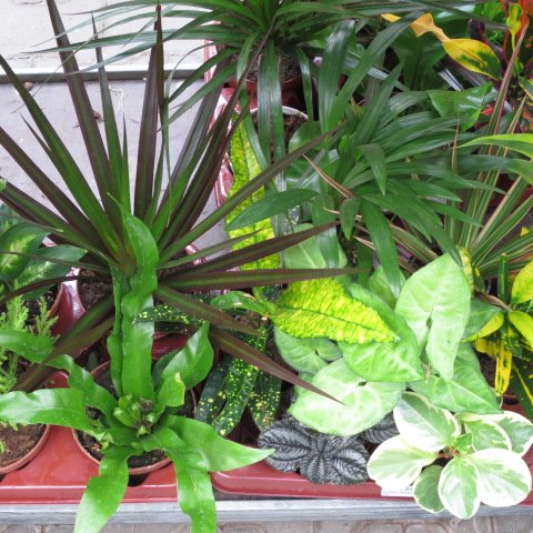 Mühlan Topartikel- 3 getopfte Zimmerpflanzen in Gärtnerqualität, Grünpflanzenmix mindestens 3 Sorten, Regenwald, Sumpfpflanzen von Mühlan Wasserpflanzen