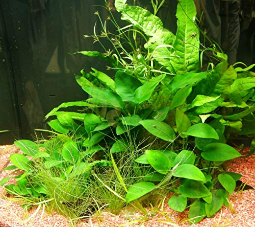 Mühlan Topartikel- 4 Topf barschfeste Wasserpflanzen, Aquariumpflanzen - Schöne Bepflanzung von Barschaquarien von Mühlan Wasserpflanzen