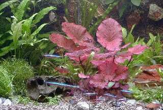 Mühlan Topartikel- 5 Topf Aquariumpflanzen und 3 Tigerlotus, Wasserpflanzen für Ihr Aquarium von Mühlan Wasserpflanzen