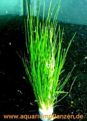 Mühlan Wasserpflanzen 1 Bund Nadelsimse, Eleocharis Acricularis von Mühlan Wasserpflanzen