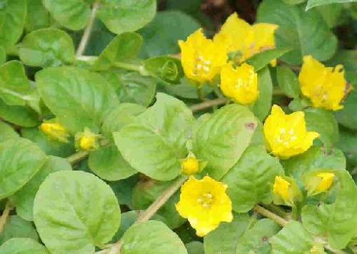 Mühlan Wasserpflanzen 1 Bund grünes Pfennigkraut, Lysimachia nummularia von Mühlan Wasserpflanzen