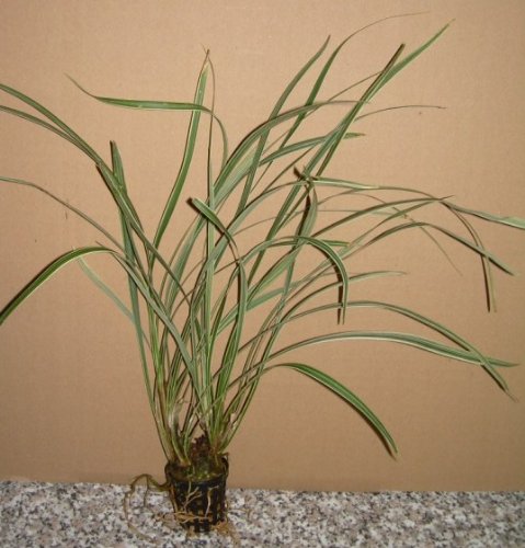 Mühlan Wasserpflanzen 1 Topf Acorus gramineus v varie gestreifter Kalmus von Mühlan Wasserpflanzen
