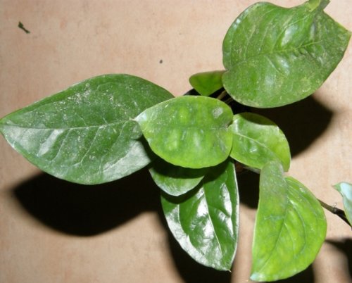 Mühlan Wasserpflanzen 1 Topf Anubia Nigeria, Neuheit, Rarität von Mühlan Wasserpflanzen