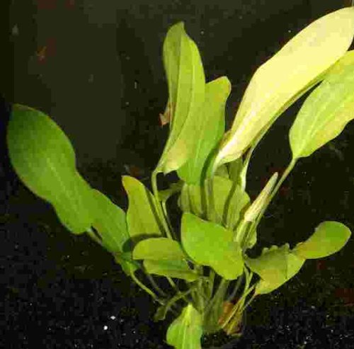 Mühlan Wasserpflanzen 1 Topf Echinodorus uruguayensis, Uruguay von Mühlan Wasserpflanzen