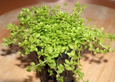 1 Topf Perlkraut, Vordergrundpflanze Aquarium von Mühlan Wasserpflanzen
