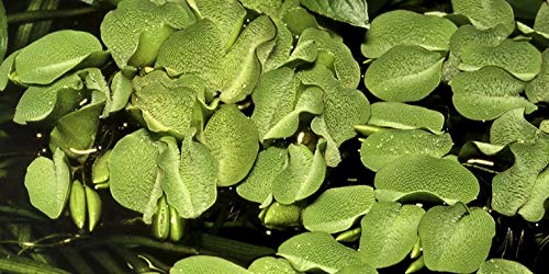 Mühlan Wasserpflanzen 3 Portionen Büschelfarn a' 10 Stück (Salvinia auriculata) von Mühlan Wasserpflanzen