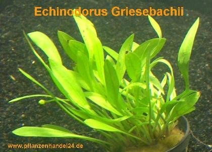 Mühlan Wasserpflanzen 3 Töpfe Echinodorus Griesebachii, Vordergrund von Mühlan Wasserpflanzen