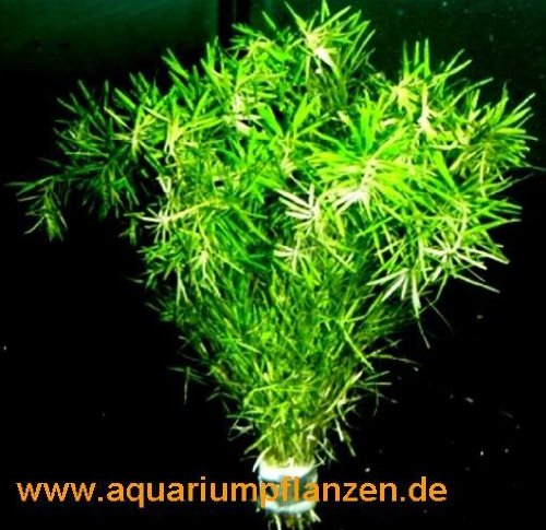 Mühlan Wasserpflanzen 5 Bund Bacopa myriophylloides, tausendblattähnlich von Mühlan Wasserpflanzen