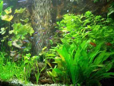 Mühlan Wasserpflanzen Aquarienpflanzen Set für EIN 100 l Aquarium von Mühlan Wasserpflanzen