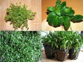 Vordergrundmix, 3 Töpfe Aquarienpflanzen, 3 Sorten von Mühlan Wasserpflanzen