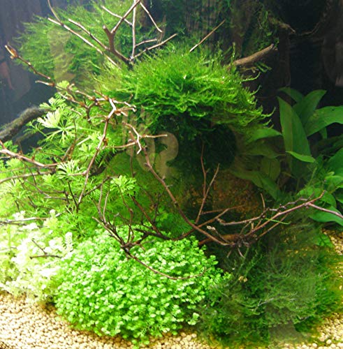 Wasserpflanzen 10 Bund ca 70 Aquariumpflanzen von Mühlan Wasserpflanzen