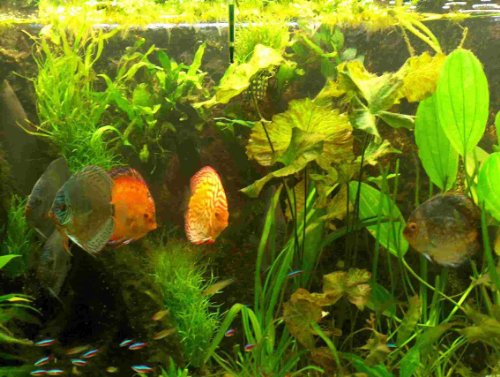 Wasserpflanzen für 120 l Diskus Aquarium + Dünger von Mühlan Wasserpflanzen