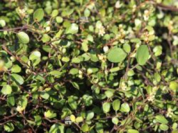 Teppich-Drahtstrauch, Muehlenbeckia axillaris, Topfware von Muehlenbeckia axillaris