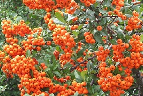 25 Stück Feuerdornhecke orange im Topf/Container Größe 60 bis 80 cm von Müller Münchehof GmbH