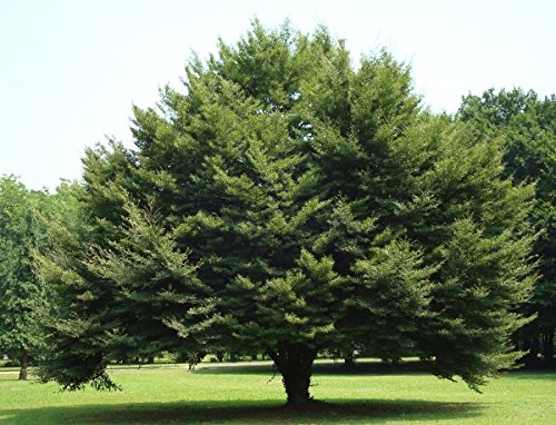 Müller Münchehof GmbH Baum des Jahres 1990 - Rotbuche im Container Größe 125 bis 150 cm Müller Münchehof GmbH Baum des Jahres 1990 - Rotbuche im Container Größe 125 bis 150 cm von Müller Münchehof GmbH