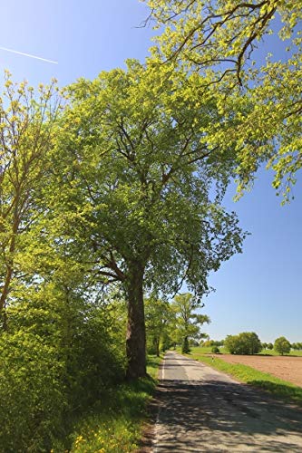 Baum des Jahres 2019 - Flatterulme im Topf/Container Größe 50 bis 80 cm von Müller Münchehof GmbH