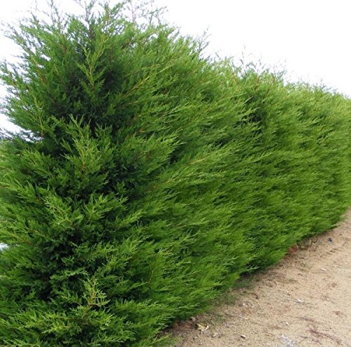 Müller Münchehof GmbH 10 STK. Leyland-Zypresse im Topf/Container Größe 125 bis 150 cm Müller Münchehof GmbH 10 STK. Leyland-Zypresse im Topf/Container Größe 125 bis 150 cm von Müller Münchehof GmbH