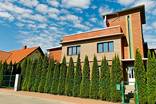 Müller Münchehof GmbH 10 Stück Thuja Smaragd im Topf/Container Größe 20 bis 40 cm von Müller Münchehof GmbH