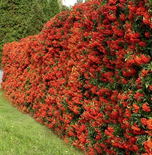 Müller Münchehof GmbH 25 Stück Feuerdornhecke im Topf/Container Farbe orange, Größe 40 bis 60 cm von Müller Münchehof GmbH