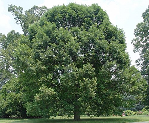 Müller Münchehof GmbH Baum des Jahres 1989 - Stieleiche im Container Größe 125 bis 150 cm von Müller Münchehof GmbH