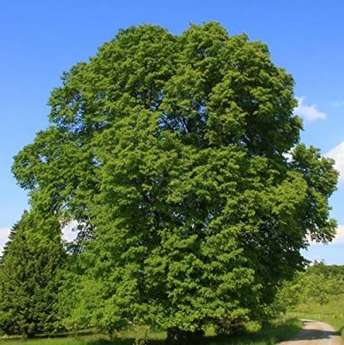 Müller Münchehof GmbH Baum des Jahres 1991 - Sommerlinde im Container Größe 100 bis 125 cm von Müller Münchehof GmbH