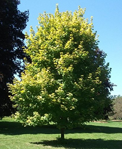 Müller Münchehof GmbH Baum des Jahres 1995 - Spitzahorn im Container Größe 100 bis 125 cm von Müller Münchehof GmbH