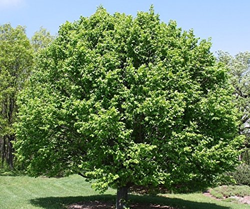 Müller Münchehof GmbH Baum des Jahres 1996 - Hainbuche im Container Größe 125 bis 150 cm von Müller Münchehof GmbH