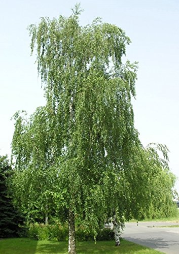 Müller Münchehof GmbH Baum des Jahres 2000 - Sandbirke im Container Größe 100 bis 125 cm von Müller Münchehof GmbH