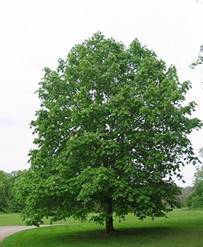 Müller Münchehof GmbH Baum des Jahres 2005 - Rosskastanie im Container Größe 80 bis 100 cm von Müller Münchehof GmbH