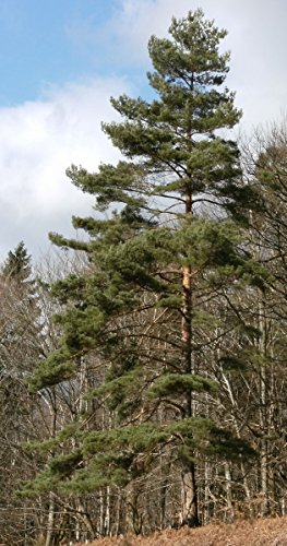 Müller Münchehof GmbH Baum des Jahres 2007 - Waldkiefer im Container Größe 60 bis 70 cm von Müller Münchehof GmbH