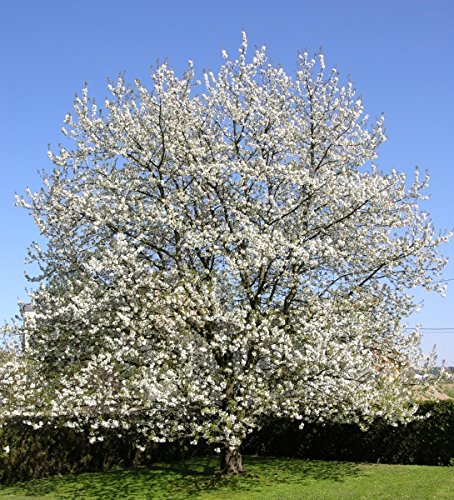 Müller Münchehof GmbH Baum des Jahres 2010 - Vogelkirsche im Container Größe 125 bis 150 cm von Müller Münchehof GmbH