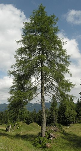 Müller Münchehof GmbH Baum des Jahres 2012 - Europäische Lärche im Container Größe 40 bis 50 cm von Müller Münchehof GmbH