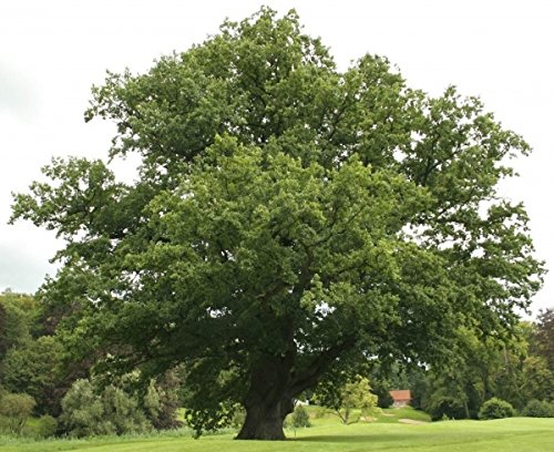 Müller Münchehof GmbH Baum des Jahres 2014 - Traubeneiche im Container Größe 125 bis 150 cm von Müller Münchehof GmbH