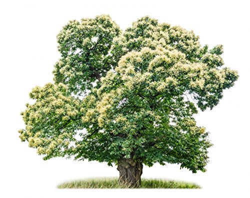 Müller Münchehof GmbH Baum des Jahres 2018 - Edelkastanie/Esskastanie im Container Größe 125 bis 150 cm von Müller Münchehof GmbH
