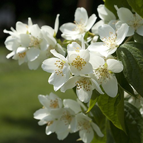 Müller Münchehof GmbH Duft-Jasmin im Topf/Container Größe 80 bis 100 cm von Müller Münchehof GmbH