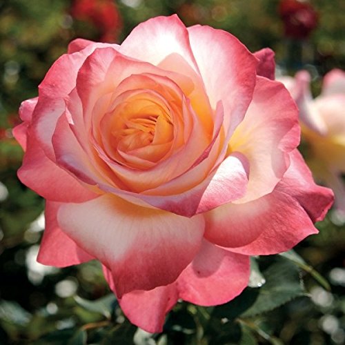 Müller Münchehof GmbH Edelrose/Teehybrid in div. Farbnuancen Farbe Rosa von Müller Münchehof GmbH