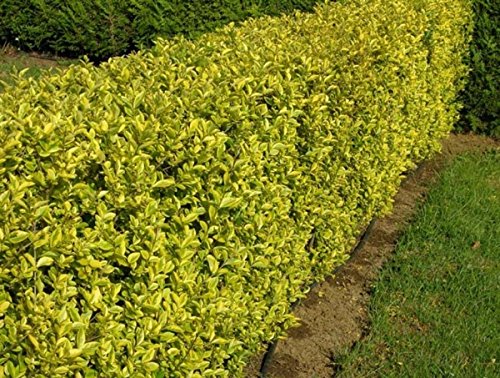 Müller Münchehof GmbH Goldliguster im Kleincontainer - 10 Stück Größe 30 bis 50 cm Müller Münchehof GmbH Goldliguster im Kleincontainer - 10 Stück Größe 30 bis 50 cm von Müller Münchehof GmbH