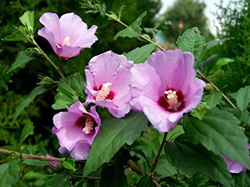 Müller Münchehof GmbH Rosen-Eibisch im Container Größe 60 bis 80 cm von Müller Münchehof GmbH