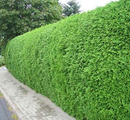 Müller Münchehof GmbH Thuja Brabant im Topf/Container Größe 15 bis 30 cm von Müller Münchehof GmbH