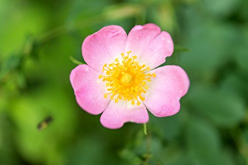 Müller Münchehof GmbH Virginische Rose im Topf/Container Größe 60 bis 80 cm von Müller Münchehof GmbH