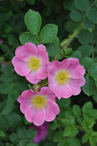 Müller Münchehof GmbH Wildrosenhecke - Hundsrosen im 5er Paket Größe 40 bis 60 cm von Müller Münchehof GmbH