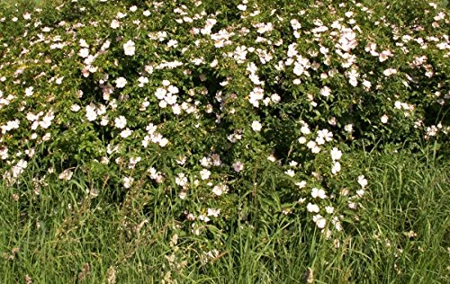 Müller Münchehof GmbH Wildrosenhecke - Schottische Zaunrosen im 5er Paket Größe 40 bis 60 cm von Müller Münchehof GmbH