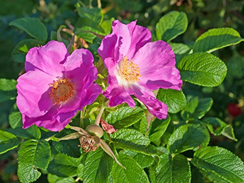 Wildrosenhecke - Apfelrosen im 25er Paket Größe 30 bis 40 cm von Müller Münchehof GmbH